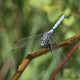 J15B0279 Orthetrum chrysostigma male